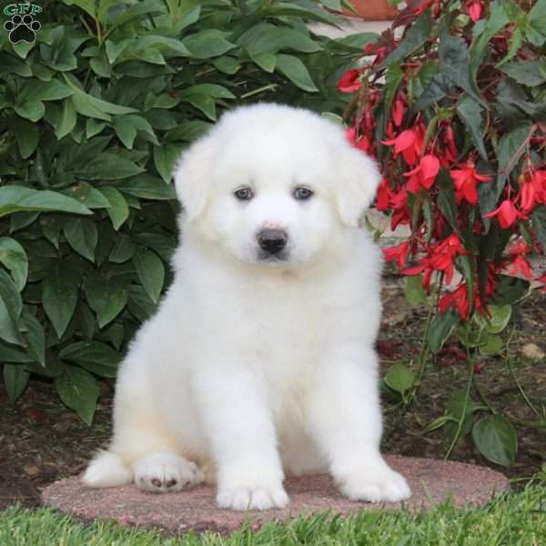 Chester, Great Pyrenees Puppy